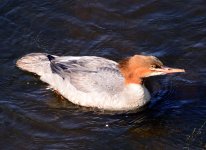 merganser-goosander-001.jpg