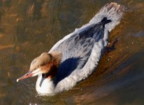 merganser-goosander-002.jpg