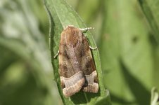 Broad Bordered Yellow Underwing#.jpg