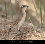 Isabelline Wheatear Eriksen.jpg