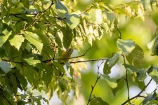 yellow throated vireo 42.jpg