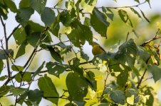 yellow throated vireo 52.jpg