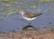 Green Sandpiper-9066.jpg