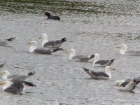 Caspian Gull.jpg