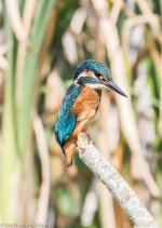 Kingfisher-9128.jpg