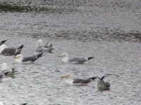 Caspian Gull 1.jpg