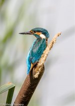 Kingfisher-9153.jpg