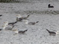 Caspian Gull 2.jpg