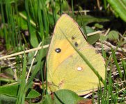 0269 Colias fieldii Rouergai 23-5-18x.jpg