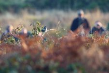 20181020 (1b)_Saturday_Catbird_and_Crowd.JPG