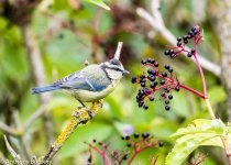 blue tit-9754.jpg