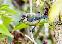 blue tit-9736.jpg