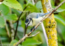 blue tit-9747.jpg