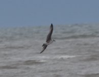 _GULL 2 DSC_0143.JPG