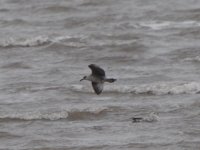 _GULL 2a DSC_0146.JPG