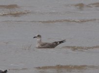 _GULL 4 DSC_0242.JPG