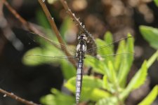 714A2698_poss Keeled Skimmer (5) (Medium).JPG