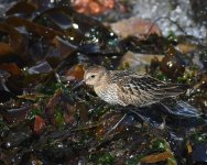 Dunlin_Girdle Ness_090918b.jpg