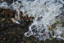 Dunlin_Girdle Ness_090918a.jpg