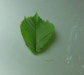 BF Tree leaf for ID 300518.jpg