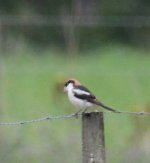 Woodchat adult 18 08.JPG