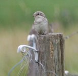 Woodchat young 18 08.JPG