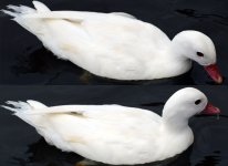 albino-mallard.jpg