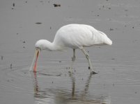 Yellow-billed Spoonbill DSCN6453.JPG