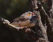 zebra finch pair.jpg