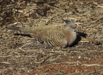 crested pigeon sitting.jpg