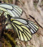 0338 Sinopieris venata Baxi 24-5-18x.jpg