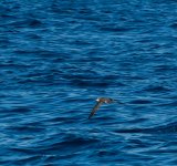 Buller's Shearwater-84.jpg