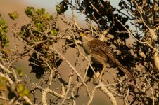 White-crowned Sparrow-84.jpg