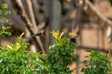 Anna's Hummingbird-84.jpg