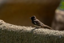 Flycatcher-84.jpg