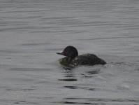 Common Scoter_Girdle Ness_290918a.jpg