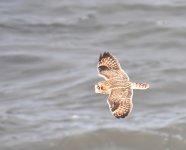 SE Owl_Girde Ness_281018a.jpg