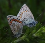 0552 Plebejus pseudaegon nr Pingwu 27-5-18x.jpg