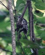 DSC01488 Downy Woodpecker @ Farmington Meadow.jpg