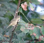 DSC01505 Common Yellowthroat @ Farmington.jpg