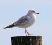 Ring-billed vs Mew Gull, juvenile, Bodega Bay.jpg