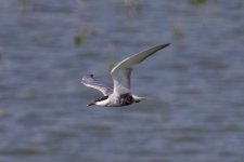 Whiskered Tern.jpg