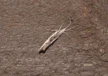 Unknown_Moth-0966.jpg