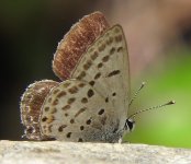 0717 Tongeia filicaudis Tangjiahae 29-5-18.JPG