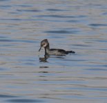 Grebe, Rednecked vs Eared.jpg