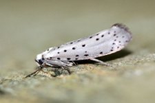 16.000-Ermine-1a-G31_edited-1.jpg