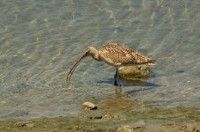 Long-billed Curlew-2184.jpg