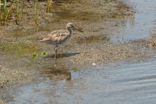 Willet-2163.jpg