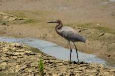 Reddish Egret-2229.jpg