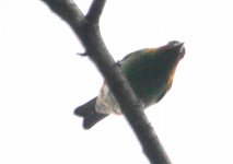 Tanager maybe (1 of 1).JPG